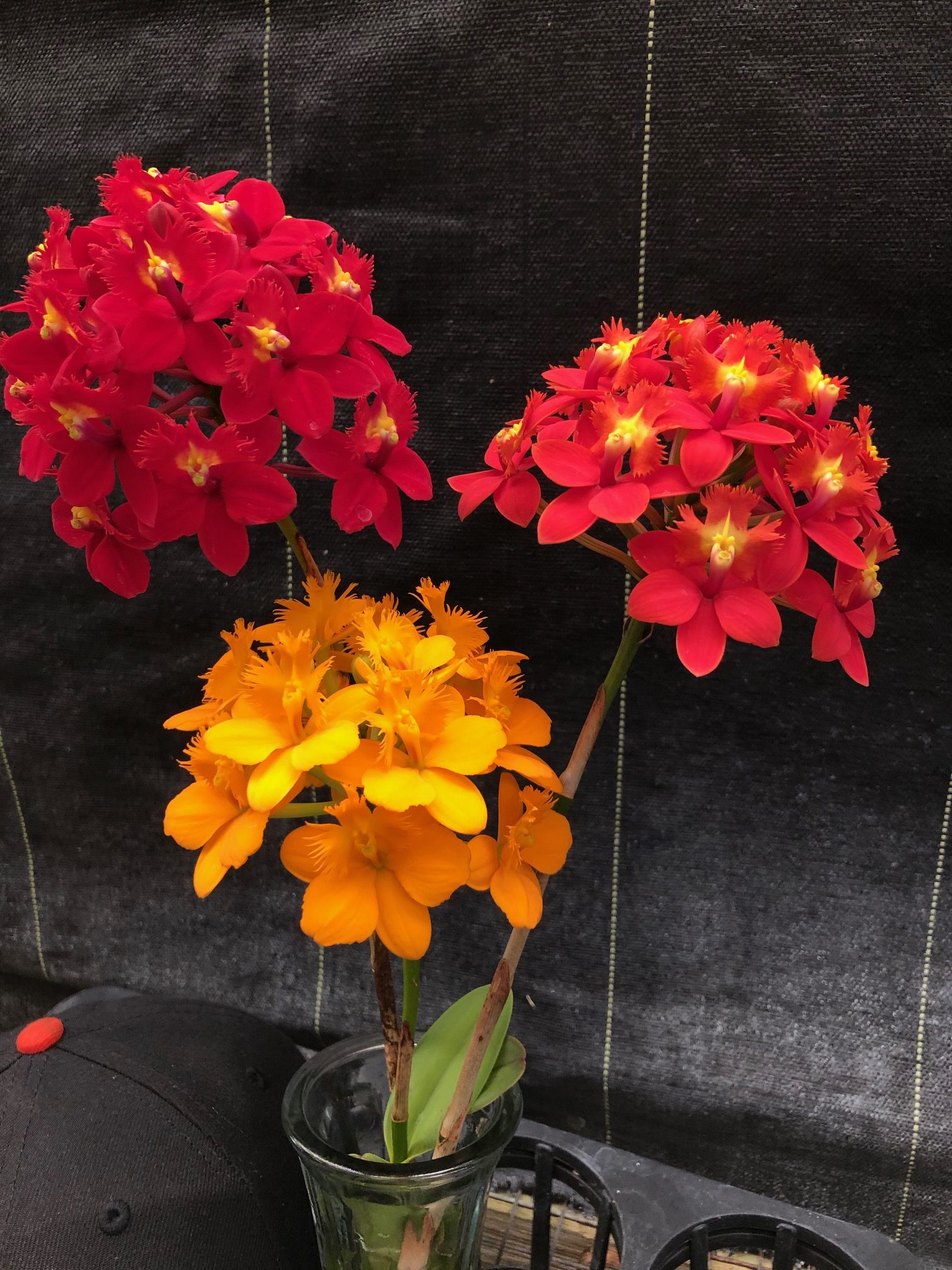 Assorted Epidendrum Bareroot Special — Cattleya, Carmela Orchids (scraped preview image)
